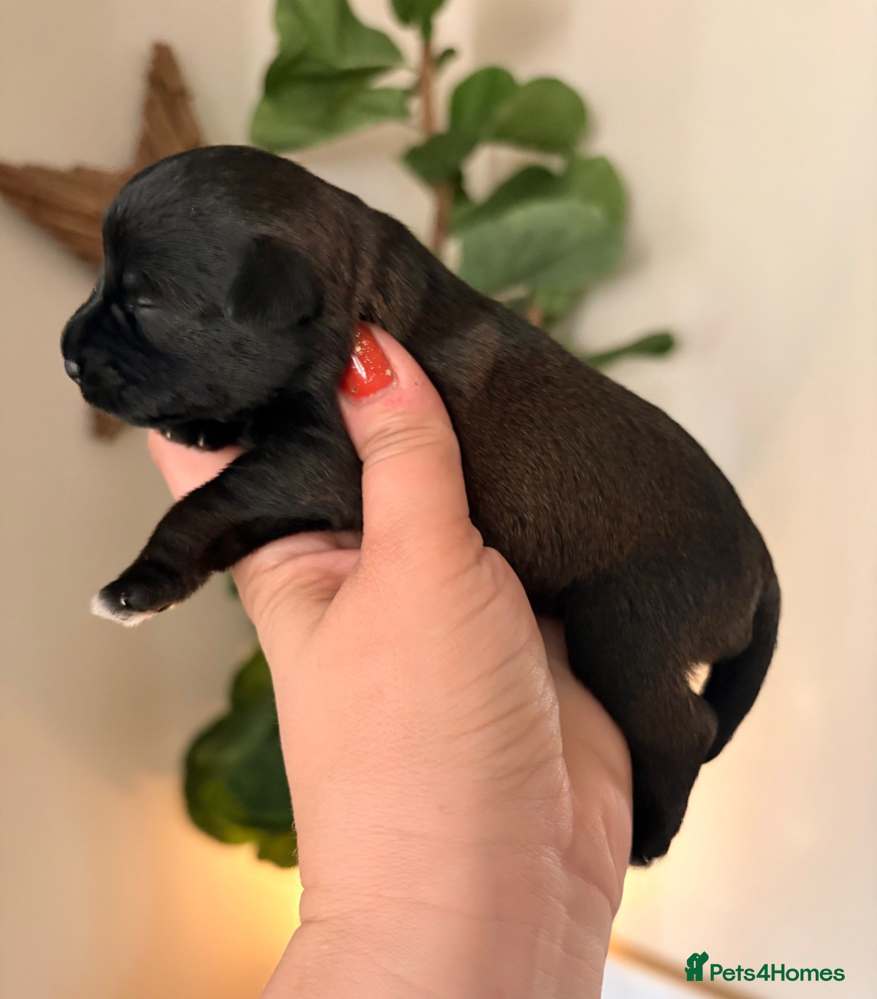 Miniature Schnauzer dogs 5⭐️KC Chocolate Wheaten Black Parti Mini Schnazuer - Advert 13