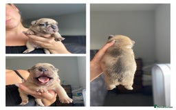 French Bulldog dogs for sale: French bulldog - Image 8