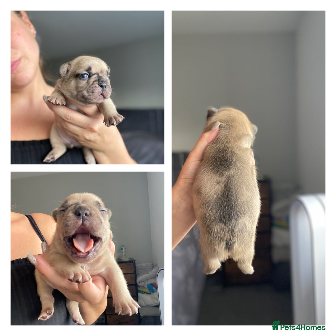 French Bulldog dogs for sale: French bulldog - Image 8