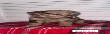 Labradoodle 4