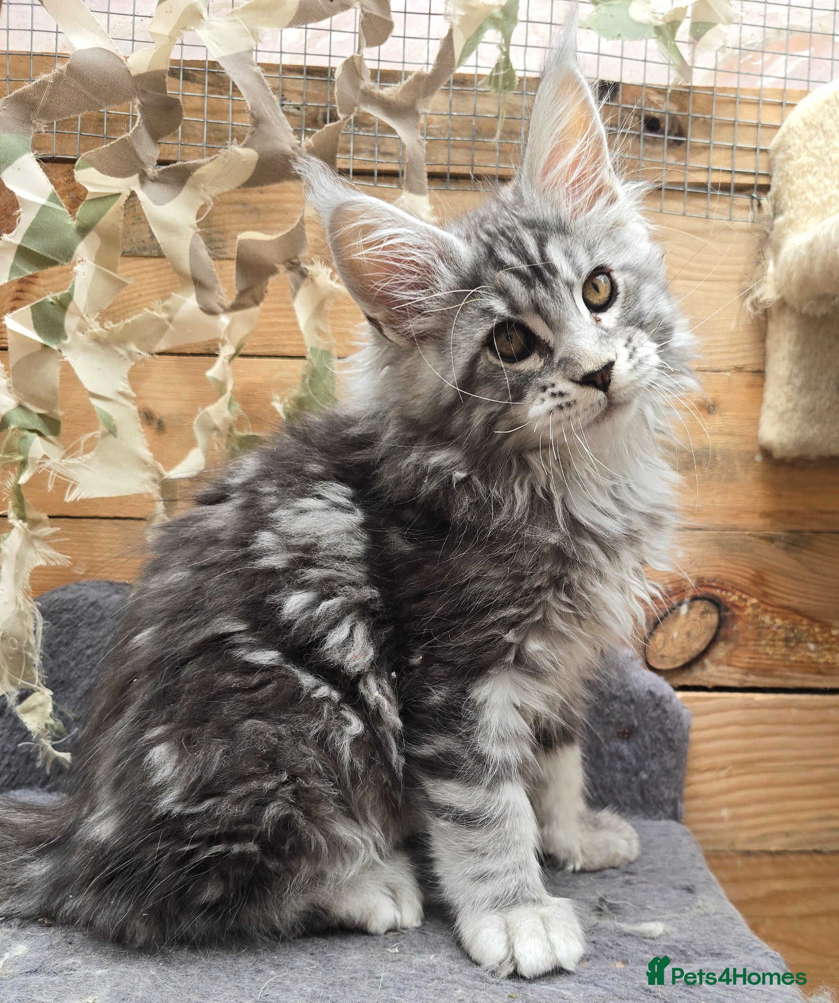 Maine Coon cats LAST BOY! TiCA Registered Maine Coon Kittens - Advert 2
