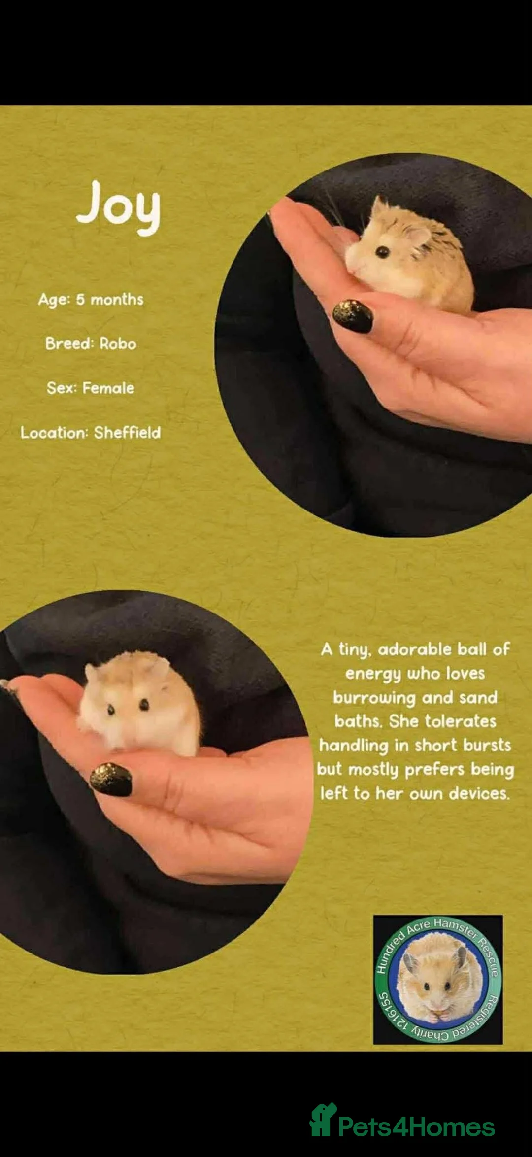 Hamster rodents for sale: Hamster  - Advert 3