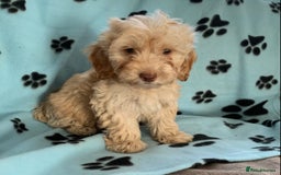 Cockapoo dogs for sale: Cockapoo puppies ready now - Image 11