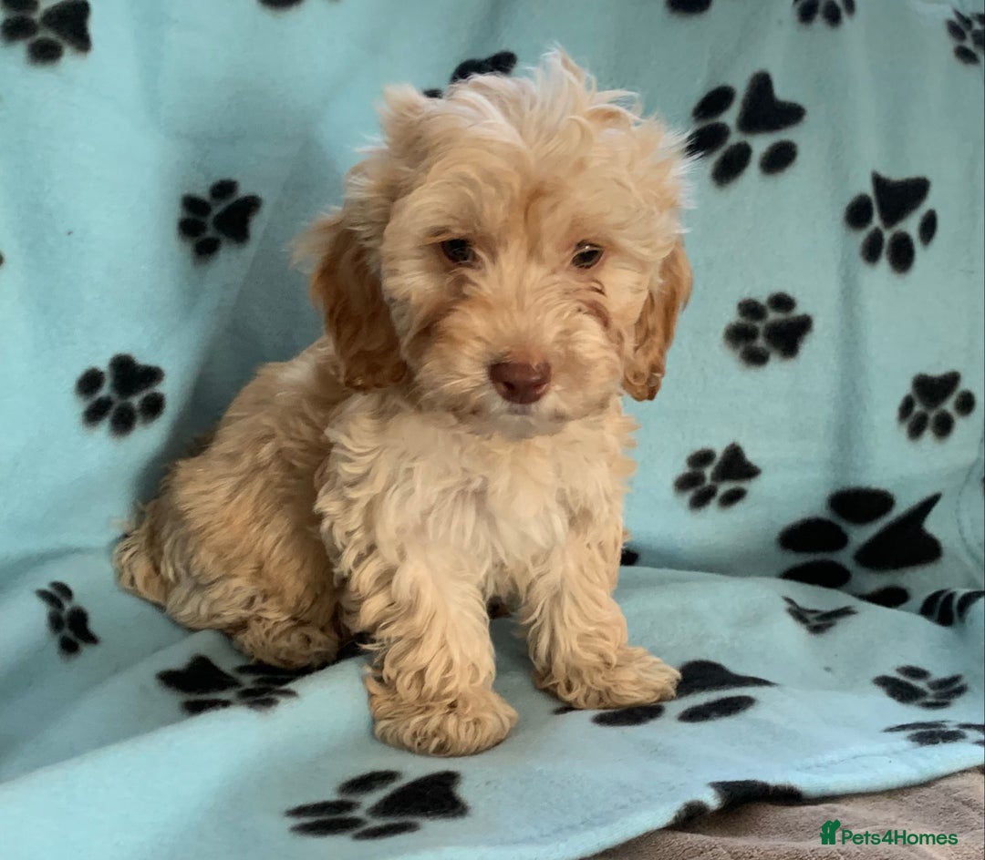 Cockapoo dogs for sale: Cockapoo puppies ready now - Image 11