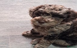 Cockapoo dogs for sale: bold and beautiful F2 miniature cockapoo - Image 1