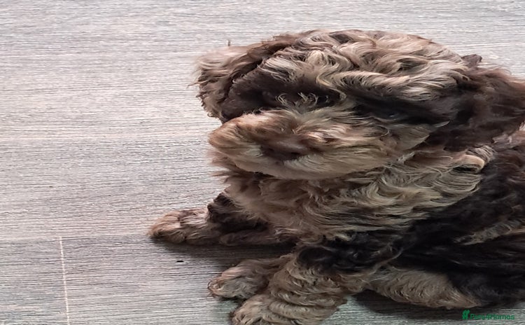 Cockapoo dogs - Advert 14