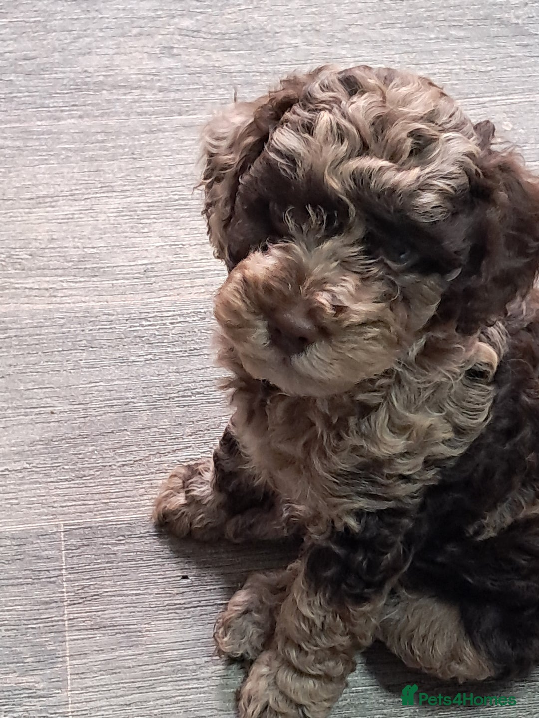 Cockapoo dogs for sale: bold and beautiful F2 miniature cockapoo - Image 1
