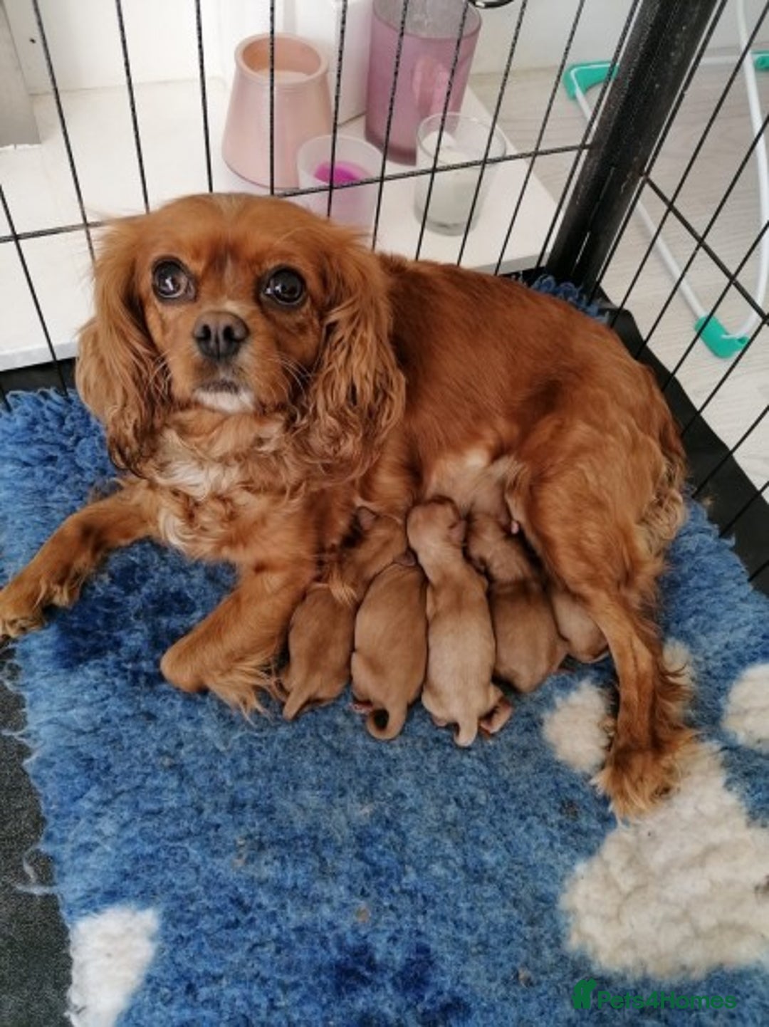Miniature Poodle dogs for stud: Extensively Health Tested Deep Red Mini Poodle in Mansfield - Image 12