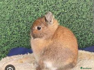 Netherland Dwarf rabbits SMALL/SHOW NETHERLAND DWARF RABBIT WANTED - Advert 10