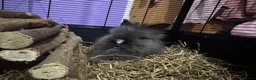 Lionhead rabbits for sale: Gorgeous purebred double-mane lionhead rabbits - Advert 11