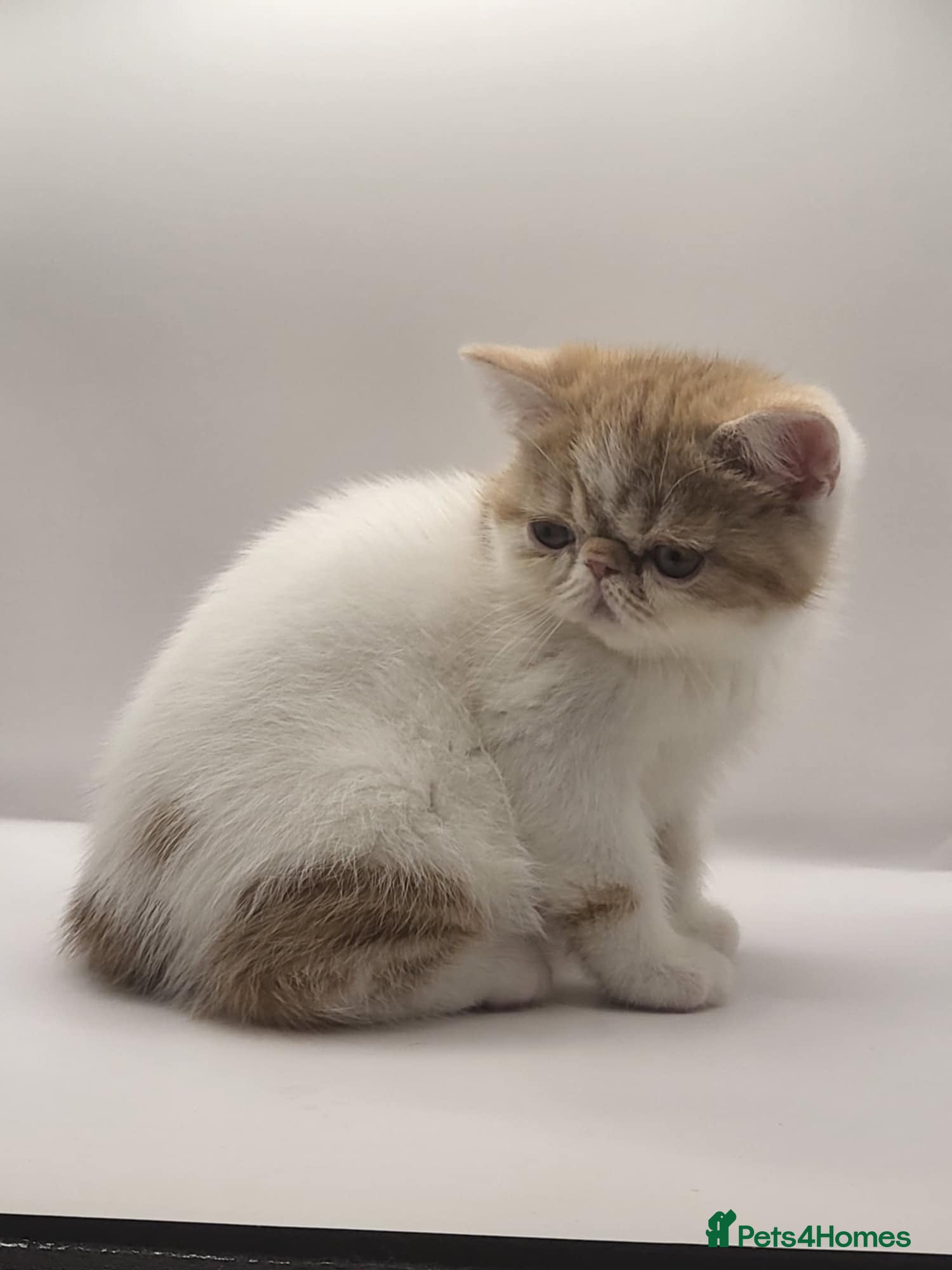 Exotic cats Exotic kittens  - Advert 6