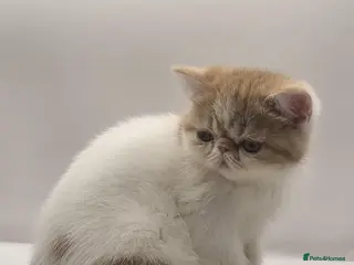 Exotic cats Exotic kittens - Advert 1