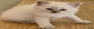 Ragdoll 4