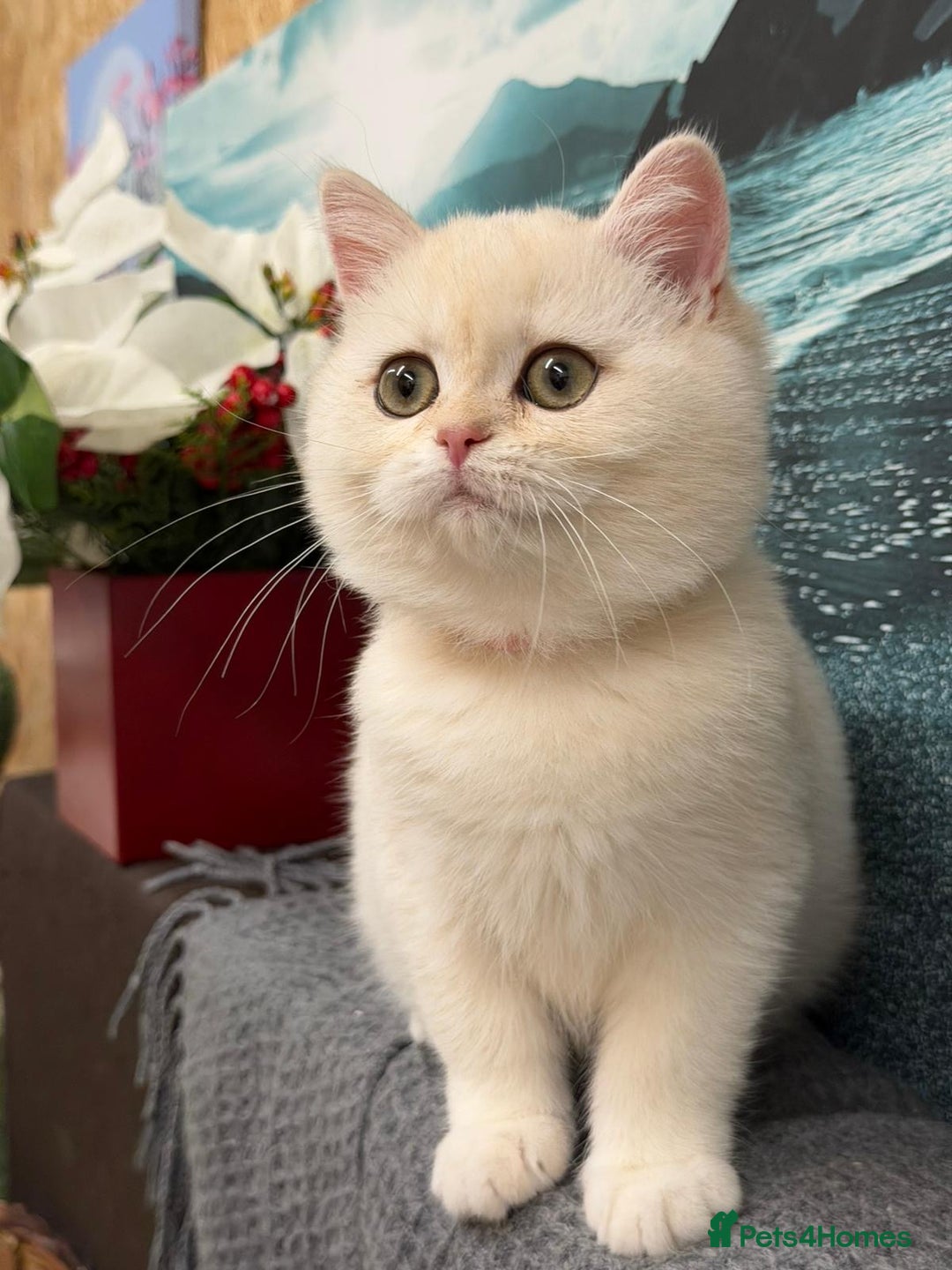 British Shorthair cats for sale: Stunning BSH golden/silver Kittens TICA - Advert 4