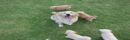 Golden Retriever dogs for sale: Quality Health Tested Golden Retriever Puppies - Advert 11