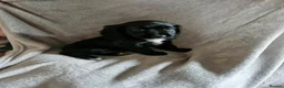 Cocker Spaniel dogs for sale: 3 beautiful cocker spaniel puppies  - Advert 7