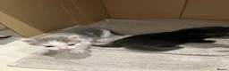 Mixed Breed cats for sale: Adorable kittens for sale - Advert 3
