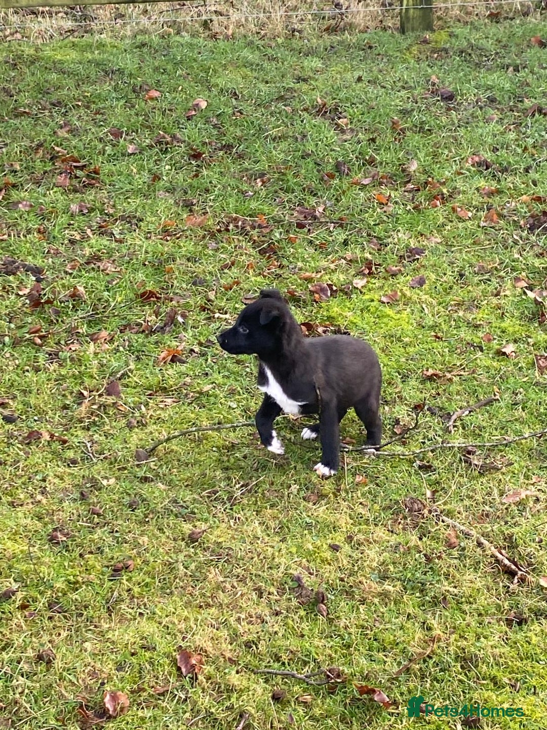 Mixed Breed dogs for sale: Beautiful Kelpie X Border Collie Puppies For Sale - Advert 12