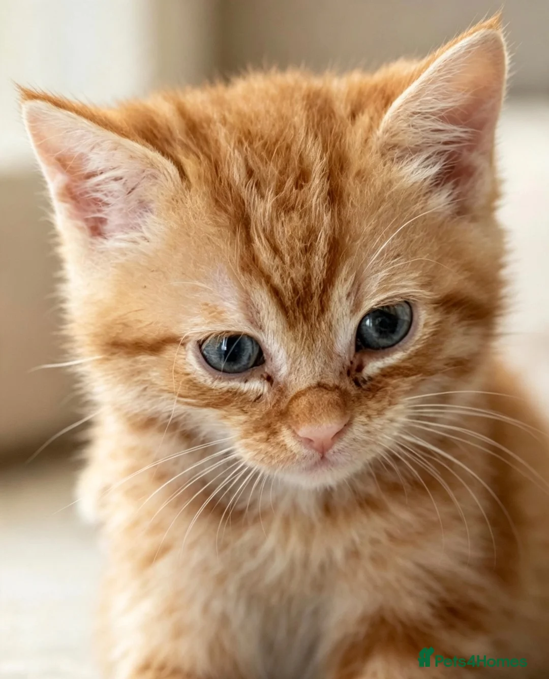 British Shorthair cats for sale: Beautiful Kittens Looking for Loving Homes  in Luton - Advert 1