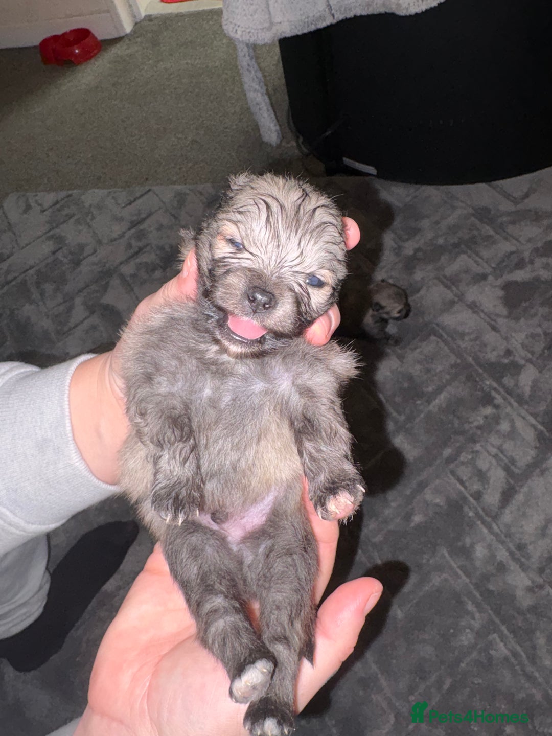 Pomeranian dogs for sale: Miniature Pomeranian puppies - Advert 10