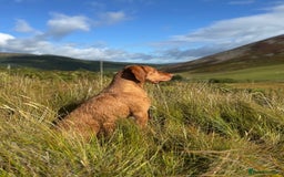 Mixed Breed dogs for sale: GWPxLabxVizsla Puppies  - Image 5