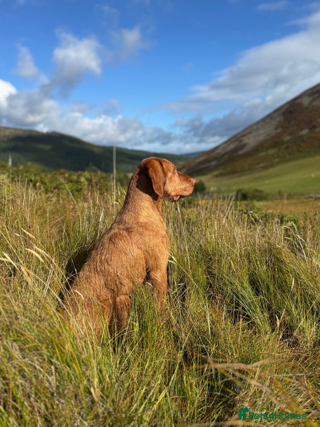 Mixed Breed dogs for sale: GWPxLabxVizsla Puppies  - Image 5