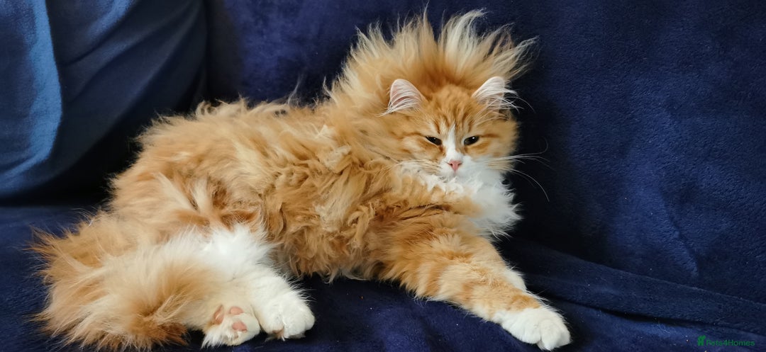 Siberian cats for sale: Unique Siberian Calico kitten  - Advert 6