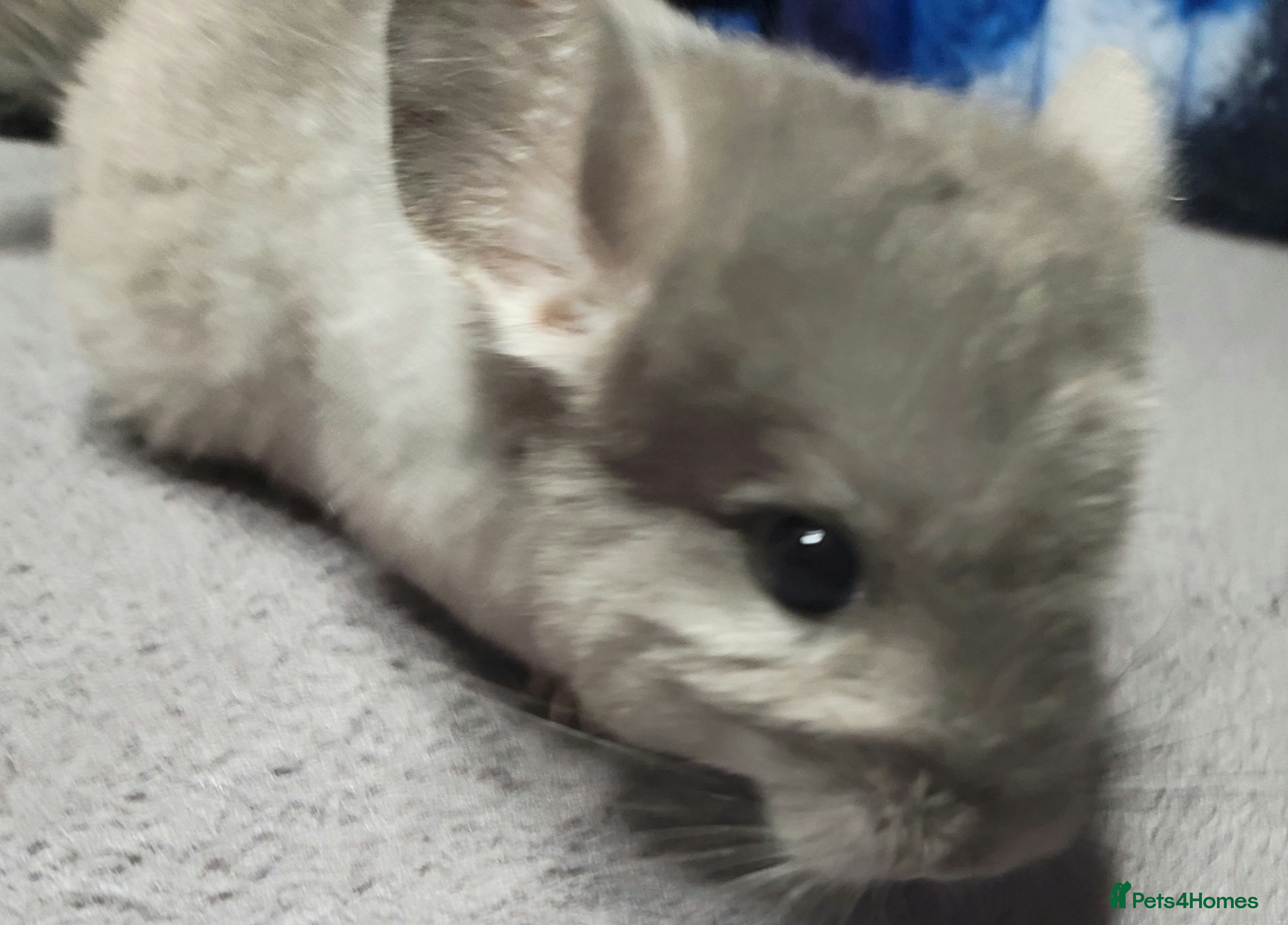 Chinchilla rodents Baby male chinchillas - Advert 8