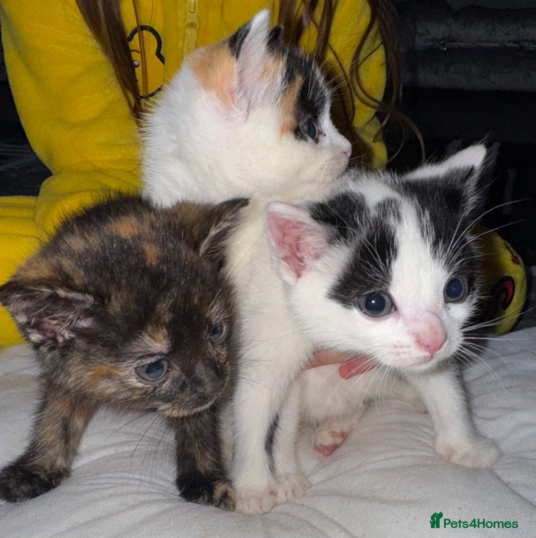 Domestic Shorthair cats for sale: 3 beautiful kittens  - Advert 1