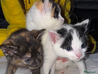 Domestic Shorthair cats 3 beautiful kittens - Advert 4