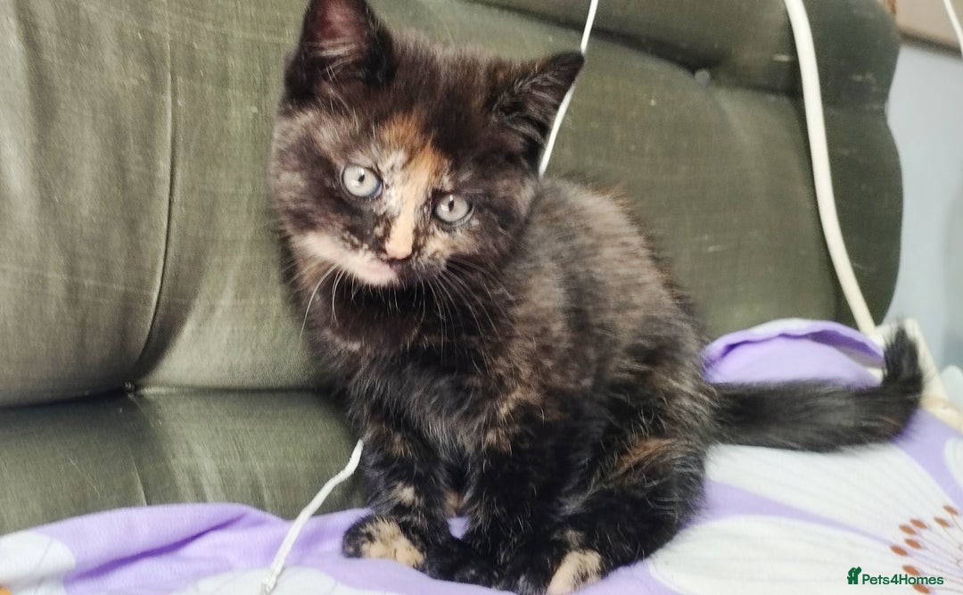 Mixed Breed cats for sale: One boy and 2 girls looking for home - Image 3