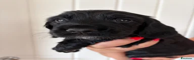 Cocker Spaniel 2