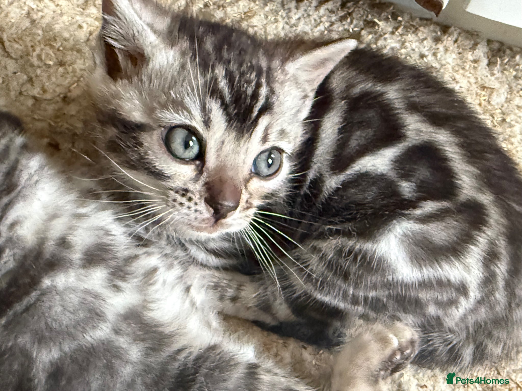 Bengal cats Rare Silver Grey Marbled Bengal TICA Kittens  - Advert 2