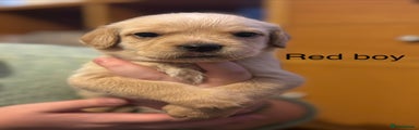 Red Boy