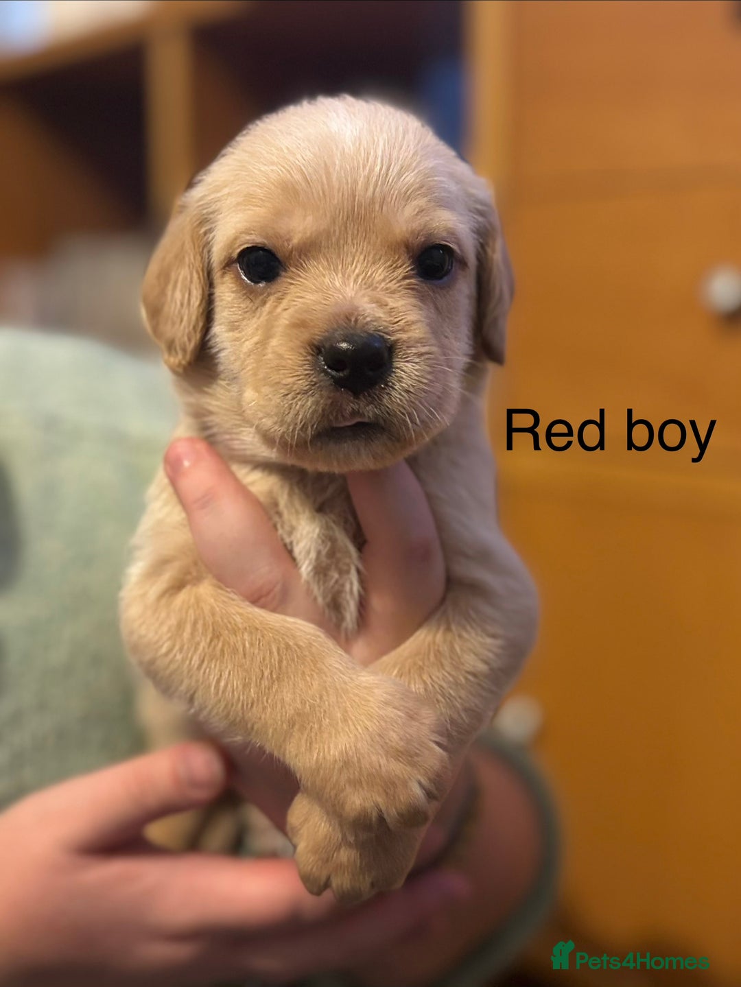 Mixed Breed dogs for sale: Beautiful Labrador crosses - Advert 6