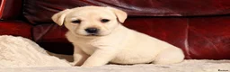 Labrador Retriever dogs for sale: KC REG HEALTH TESTED LABRADOR PUPPYS QUALITY LINES - Advert 10