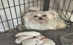Maltese dogs for sale: Tiny kc registered maltese Korean boys  - Image 10