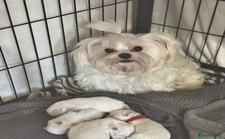 Maltese dogs - Advert 1