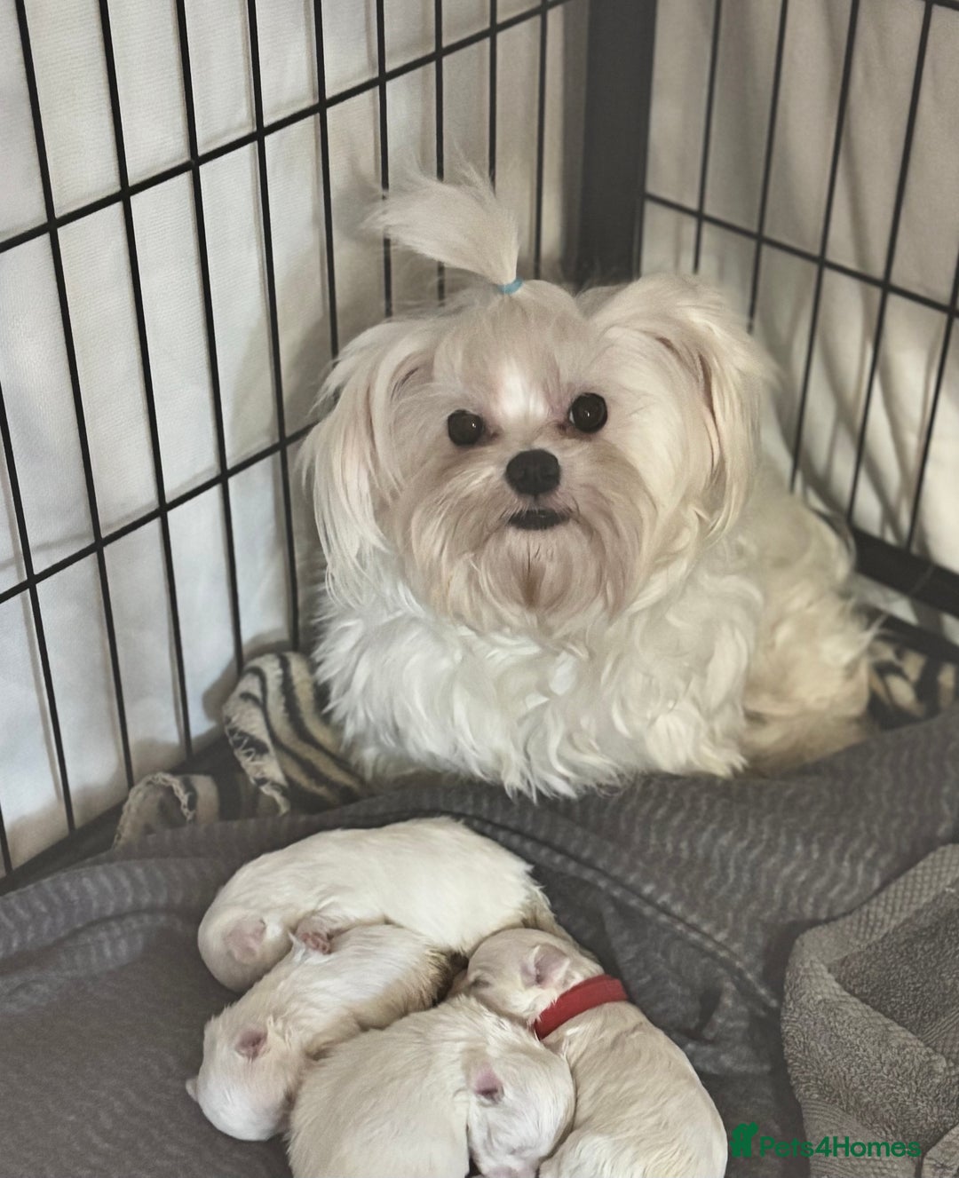 Maltese dogs for sale: Tiny kc registered maltese Korean boys  - Image 10