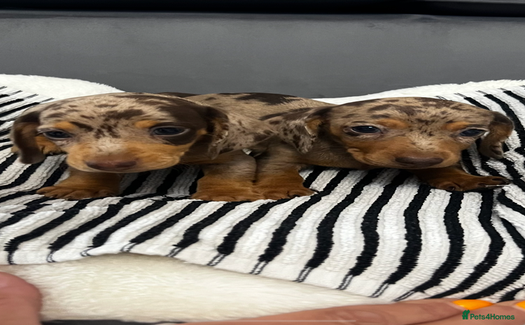 Miniature Dachshund dogs - Advert 16