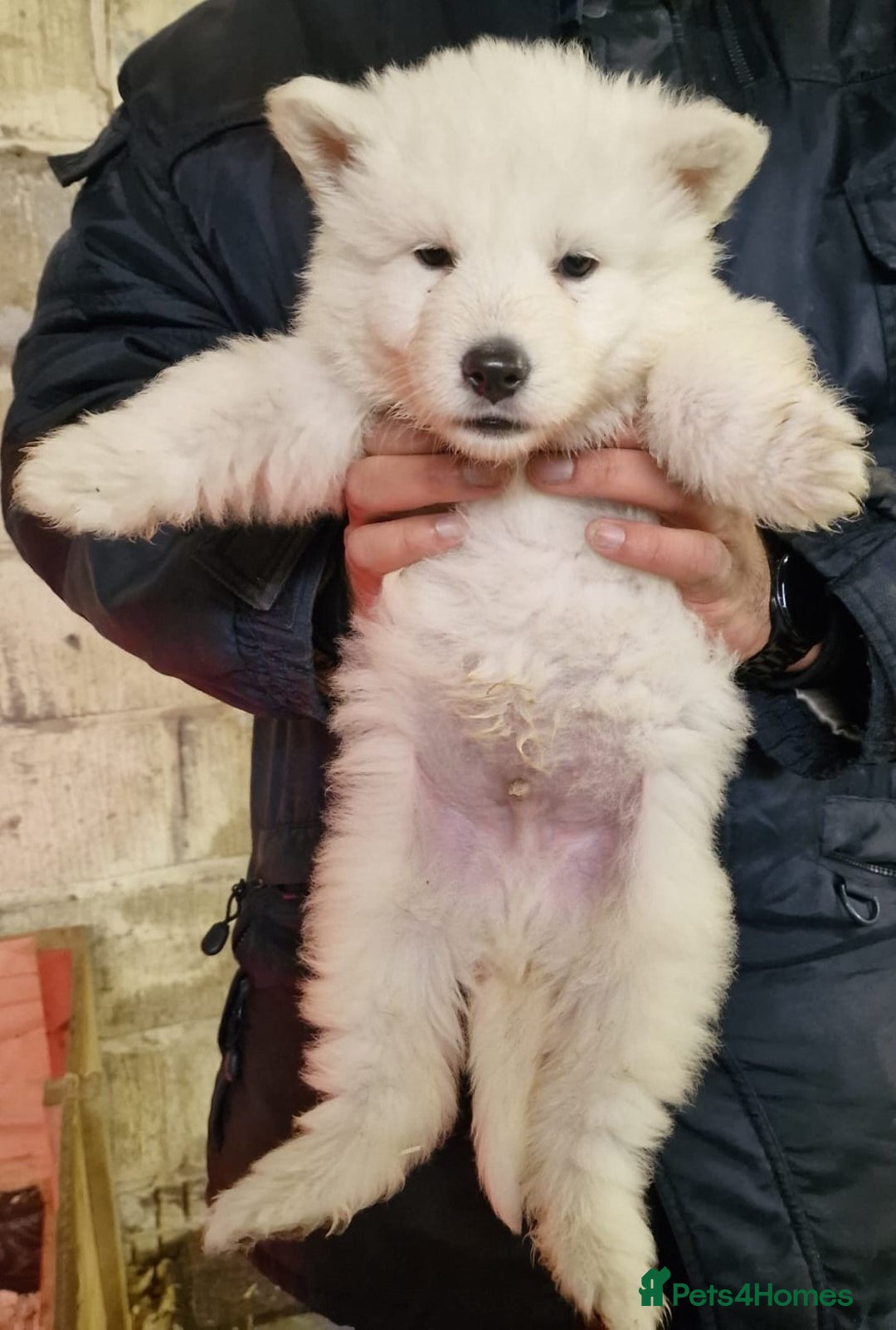 German Shepherd dogs for sale: KC White Long Hair Shepherd Pupp's– Champion Lines - Advert 11