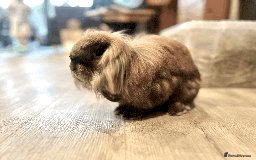 Mixed Breed rabbits for sale: 2 x Bonded Mini Lop X Lionhead Rabbits  - Image 5