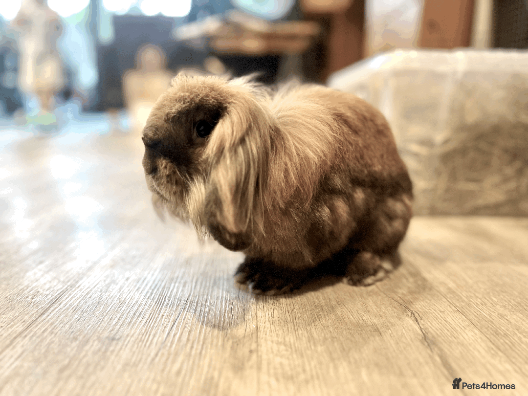 Mixed Breed rabbits for sale: 2 x Bonded Mini Lop X Lionhead Rabbits  - Image 5