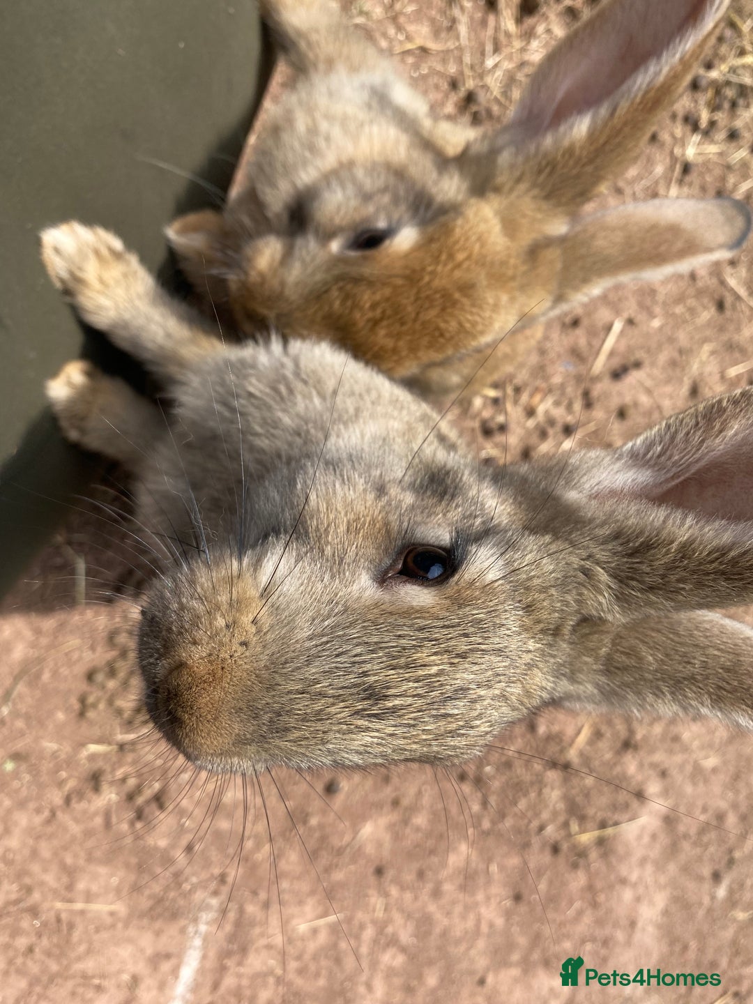 Continental Giant rabbits for sale: Continental giant - Image 17