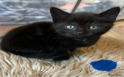 Mixed Breed cats for sale: 2 male kittens  - Image 6