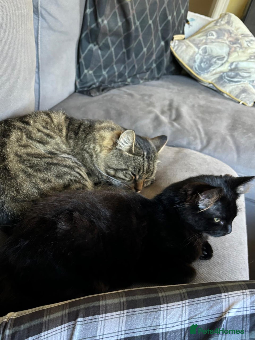 Domestic Shorthair cats for sale: Gorgeous fluff balls needing a home - Image 6