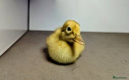 Ducks poultry for sale: 14 Welsh Harlequin Ducklings - Image 4