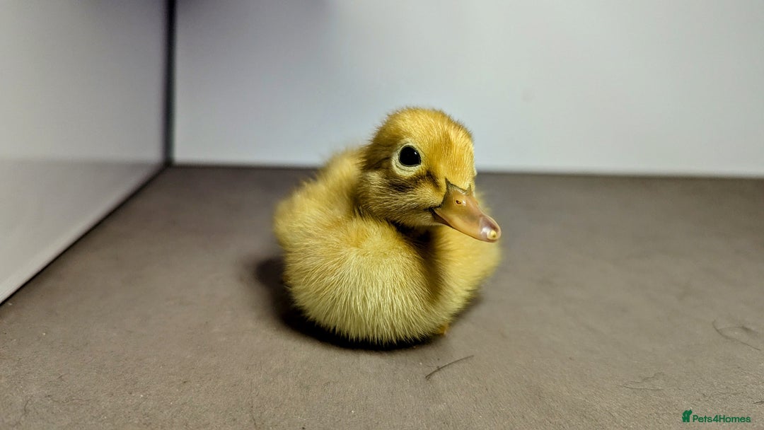 Ducks poultry for sale: 14 Welsh Harlequin Ducklings - Image 4