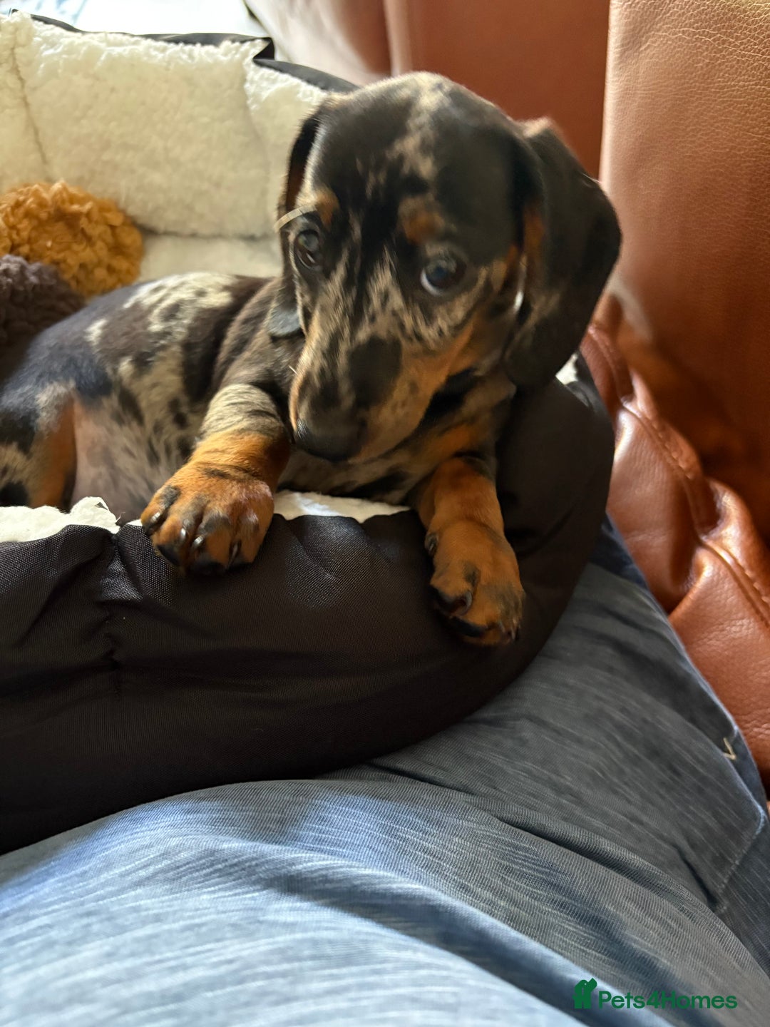 Miniature Dachshund dogs for sale: Cheeky chappie looking for forever home - Image 5