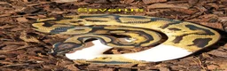 Python Snake reptiles for sale: Ball pythons (8mth). Pied/Firefly/Gene X/Mojave) - Advert 23